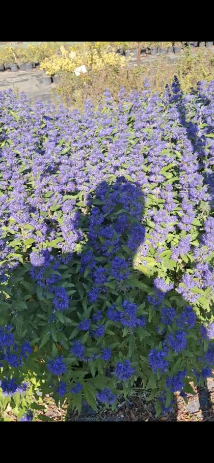 Kékszakál- Caryopteris K2
