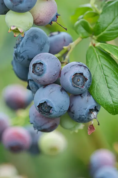 Nagyszemű Áfonya-Vaccinium cor. 'Toro'