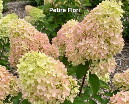 Bugás hortenzia-Hydrangea paniculata 'Petite Flori'
