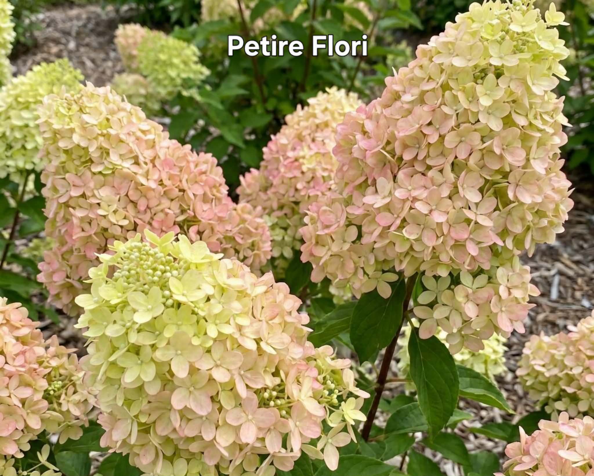 Bugás hortenzia-Hydrangea paniculata 'Petite Flori'