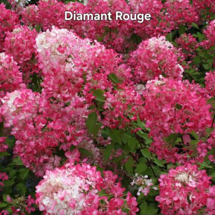 Bugás hortenzia-Hydrangea paniculata 'Diamant Rouge'