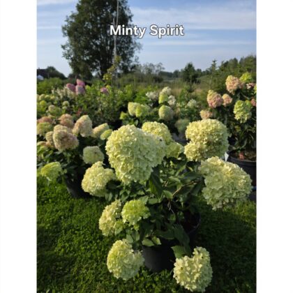 Bugás hortenzia-Hydrangea paniculata 'Minty spirit'