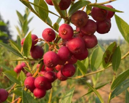 Rózsaszin áfonya-Vaccinium 'Pink Lemonade'