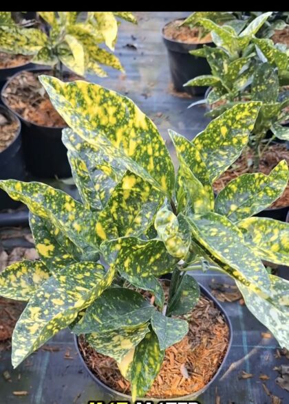 Japán babérsom – Aucuba japonica