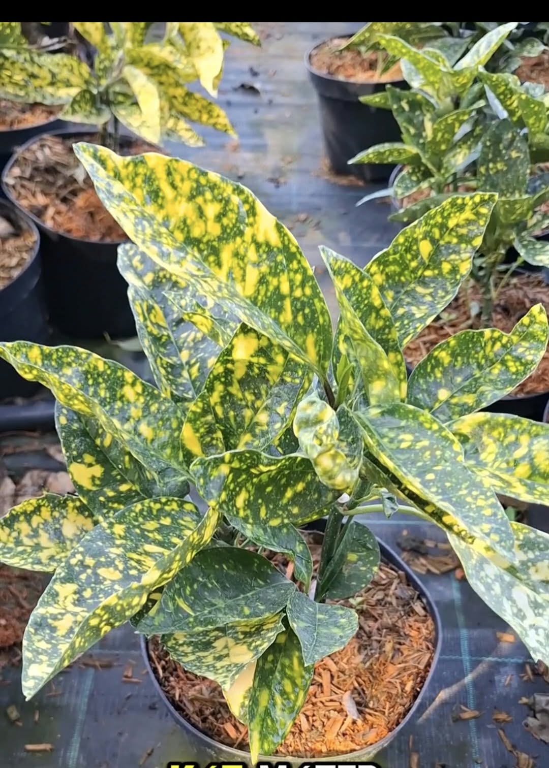 Japán babérsom – Aucuba japonica